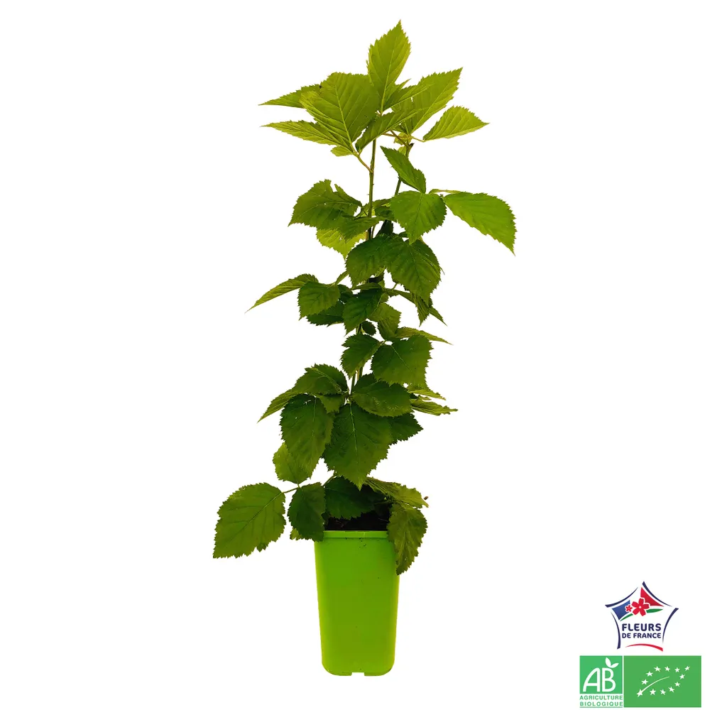 Mûrier 'Triple Crown' bio : pot de 1,5 litres